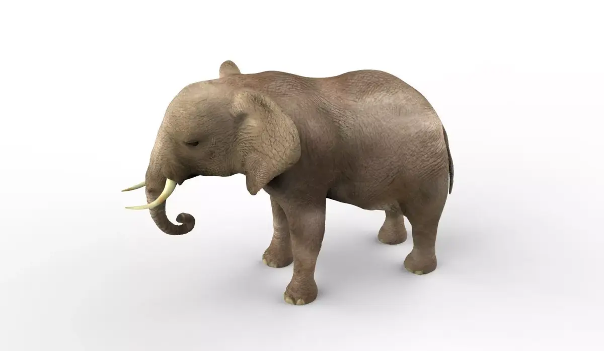Elephant middle-poly 3D model