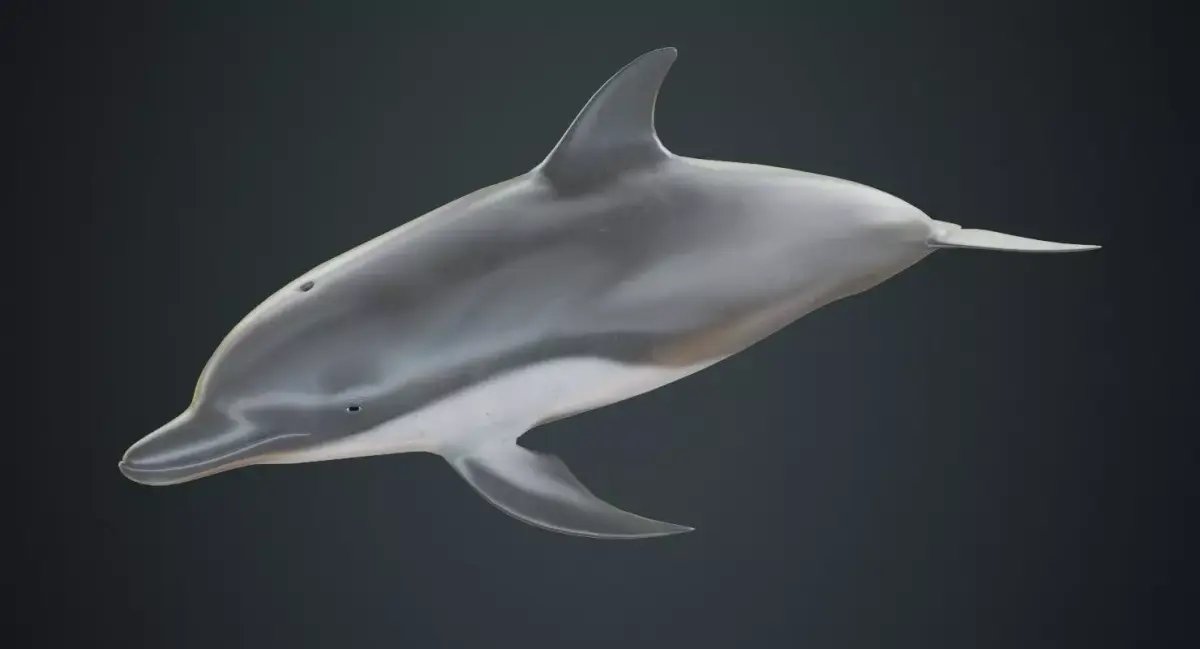 Dolphin 1B Low-poly 3D model
