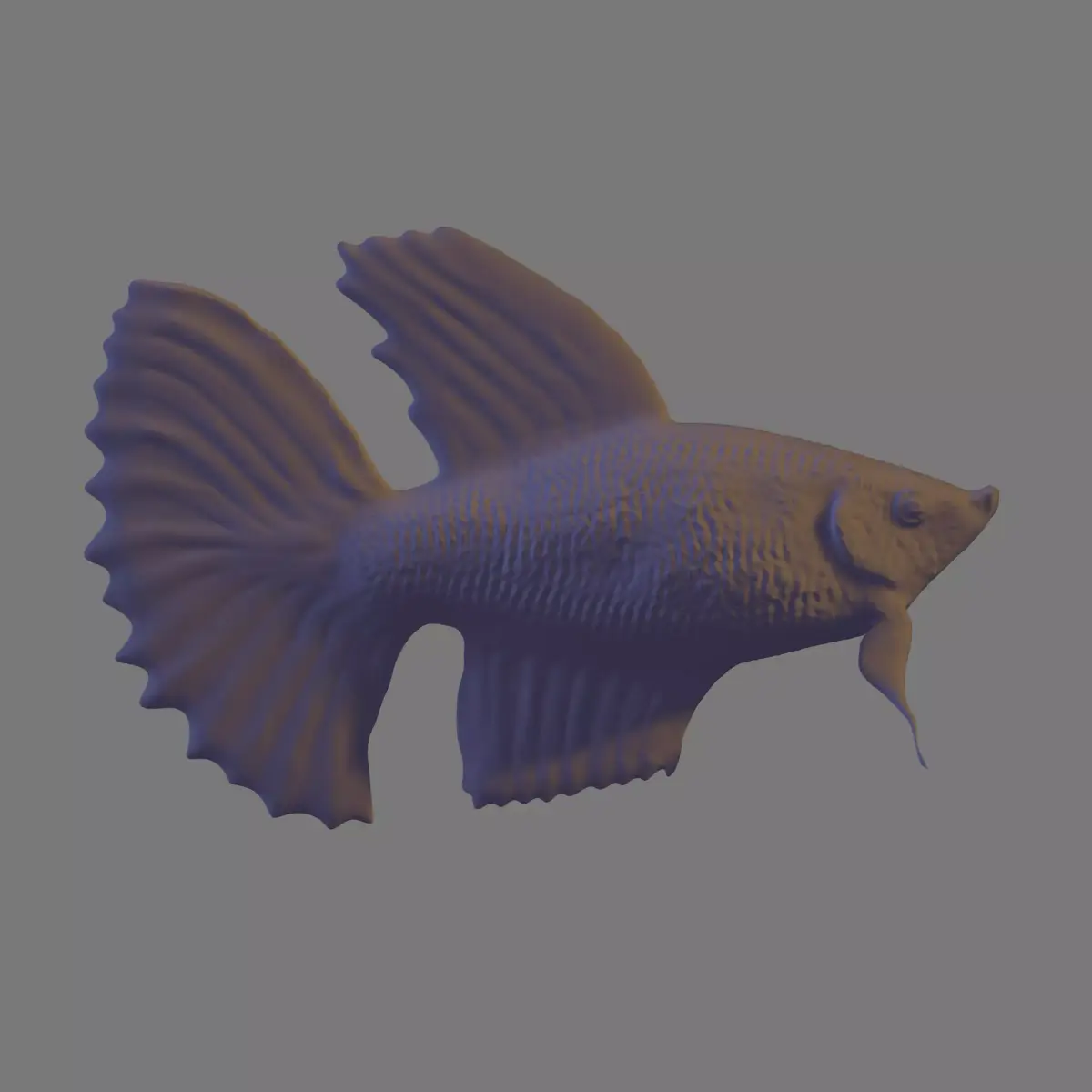 Betta Fish 3D model