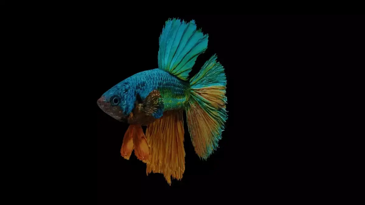 betta splendens Low-poly 3D model