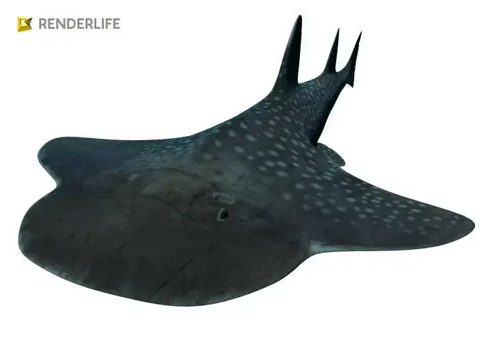 Angel Shark with animation 3D model purchase