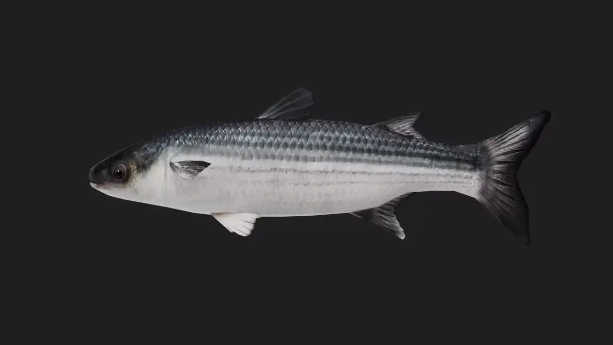 Mullet Low-poly 3D model