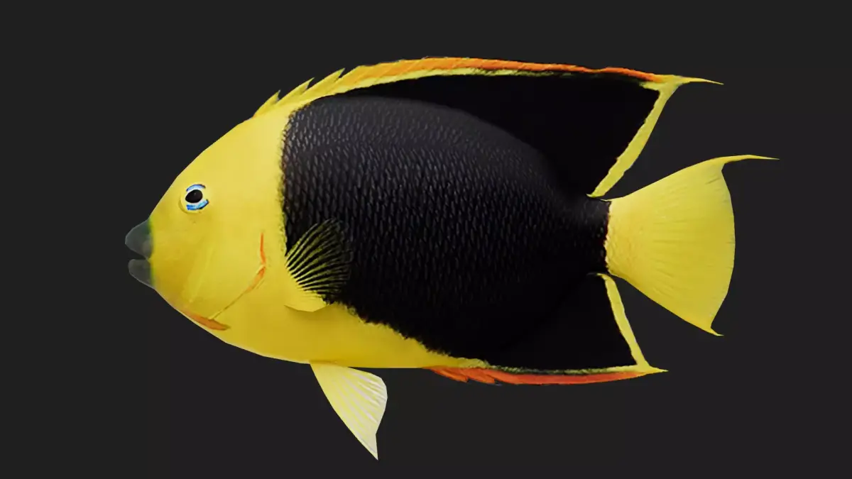 Rockbeauty Low-poly 3D model