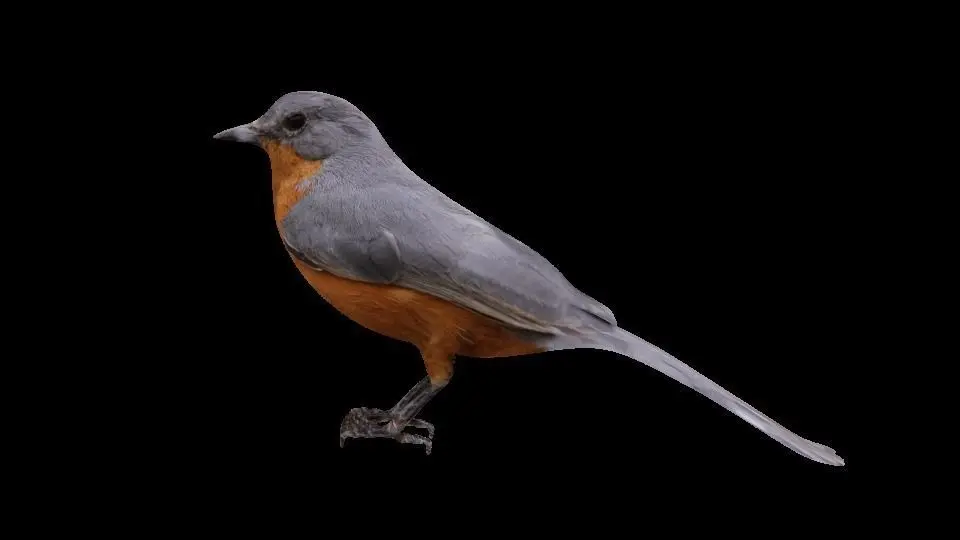 brid for VR 3D model