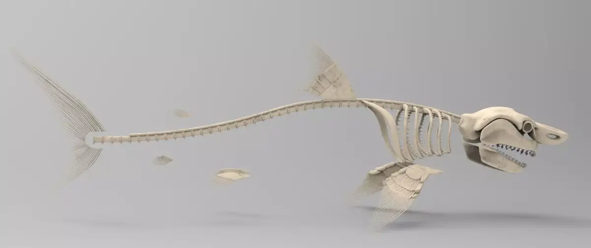 Great White Shark Skeleton 3D Model  3D model