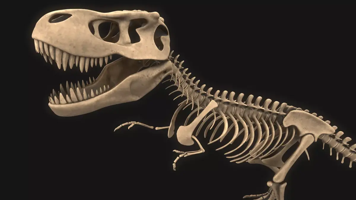 T-rex Skeleton 3D model buy