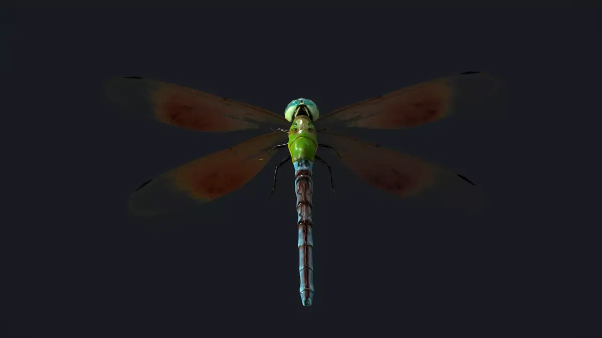 Dragonfly Anisoptera Low poly PBR Low-poly 3D model