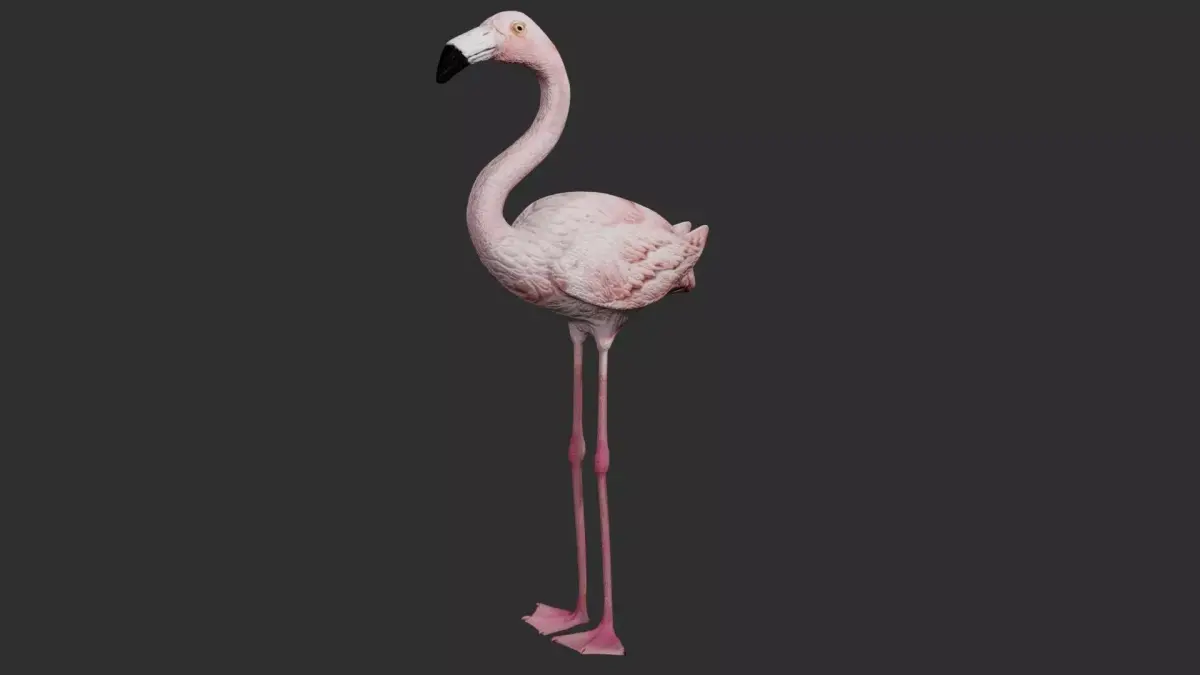 Flamingo 3D model