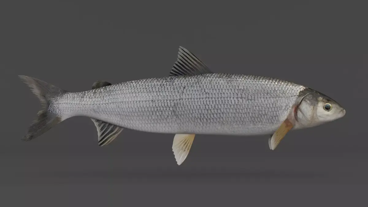 Whitefish 3D model