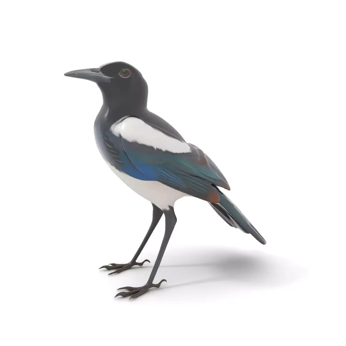 Elegant Magpie Bird model pack Low-poly 3D model