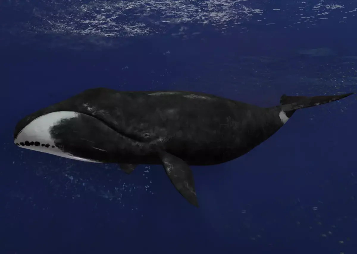Bowhead Whale Animated Low-poly 3D model