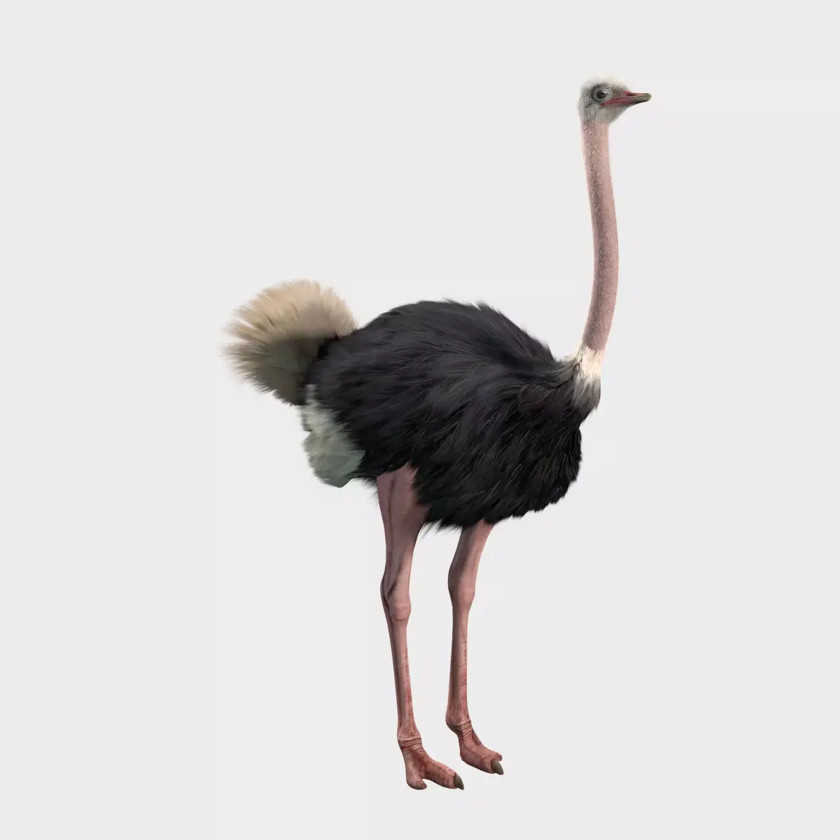 Ostrich 3D model order