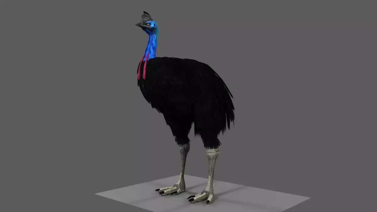 Cassowary struthio casuarius 3D model