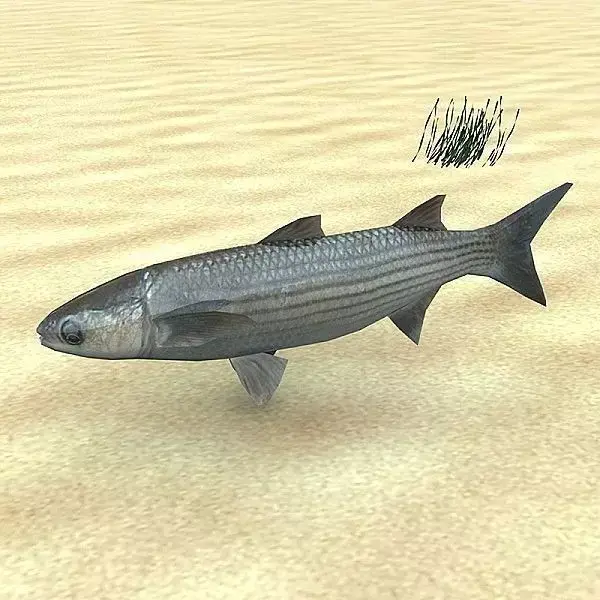 Cipal - mullet Low-poly 3D model