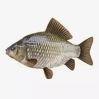 Ultra-Realistic Common Carp 3D Model Freshwater Fish Detailed Low-poly 3D model