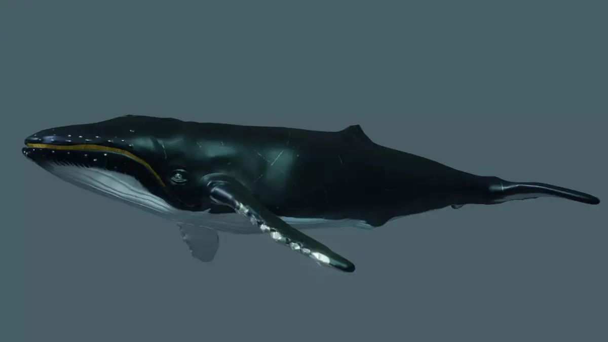 Humpback Whale rigged animated 3D model