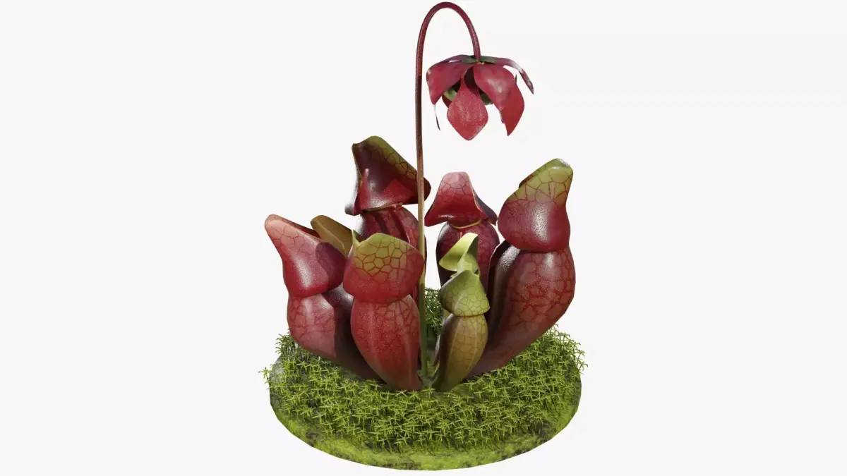 Sarracenia purpurea 3D model