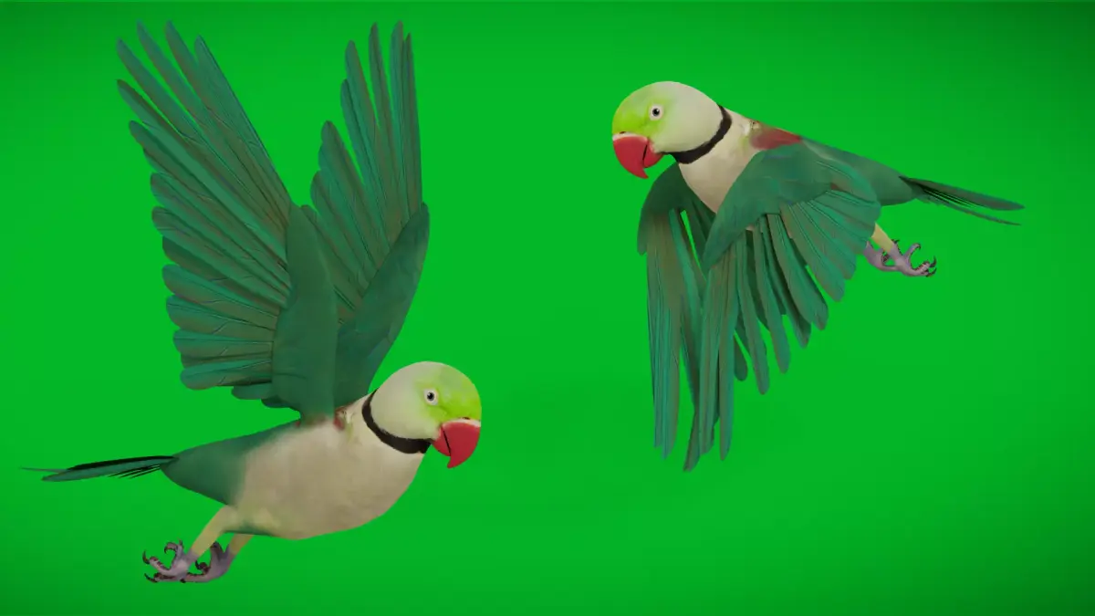 Alexandrine Parakeet Bird Low-poly 3D model