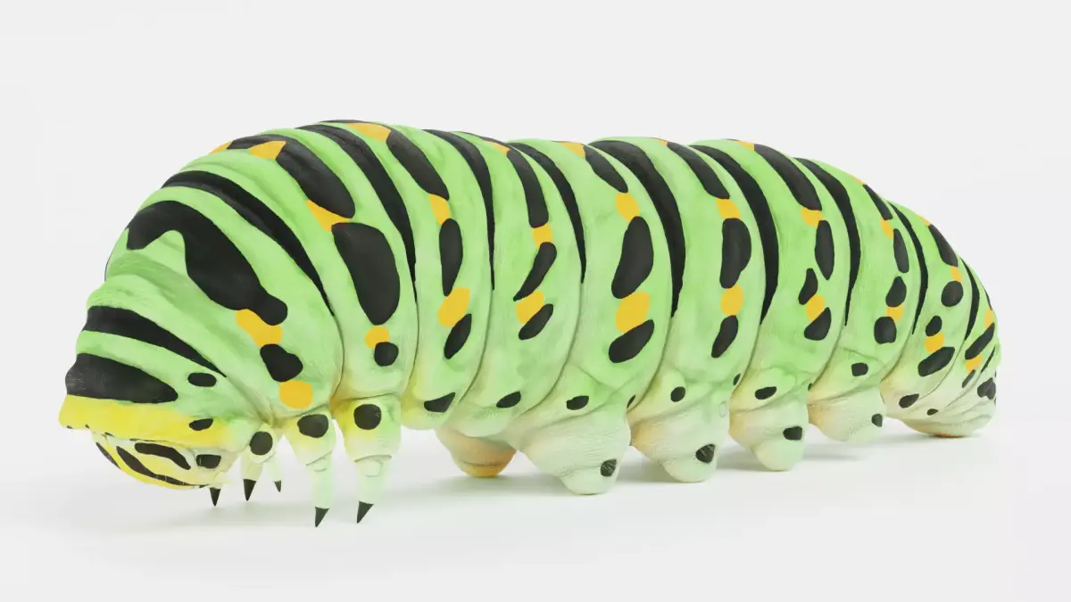 -Old World Swallowtail Caterpillar - Papilio Machaon- 3D model