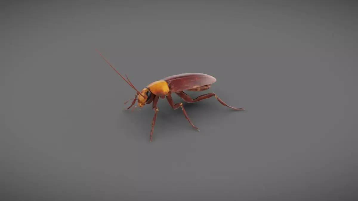Roach - Read Description Low-poly 3D model