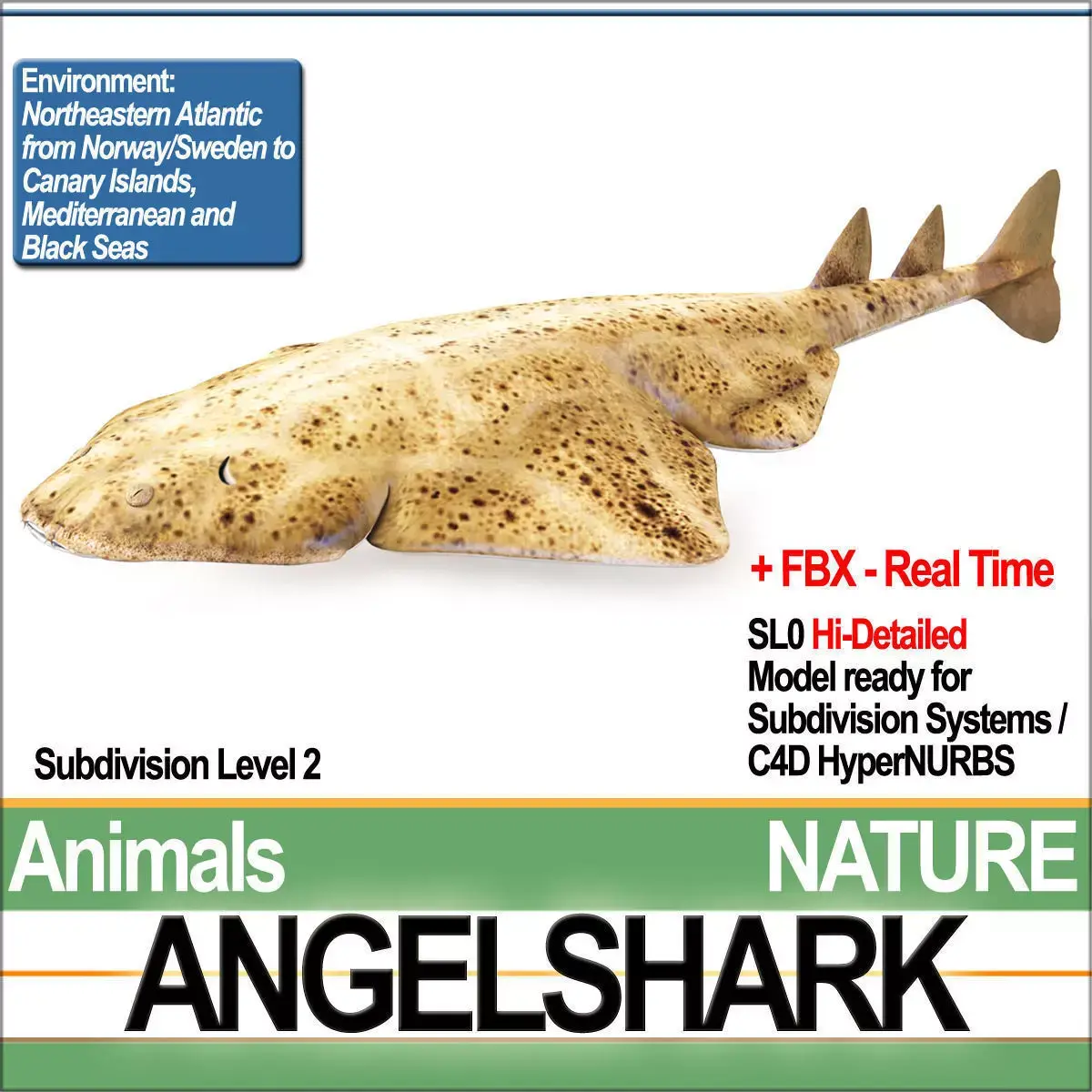 Angelshark Squatina Squatina 3D model