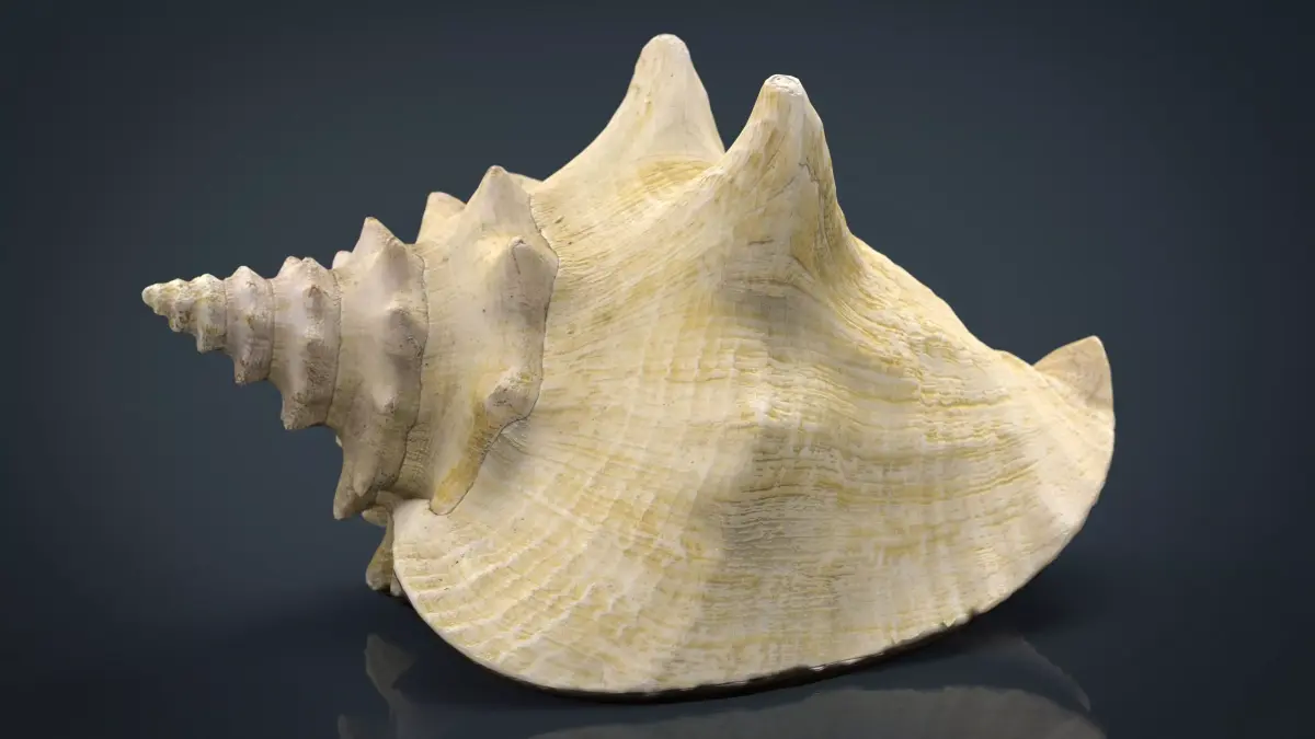 SEA SHELL Low-poly 3D model purchase