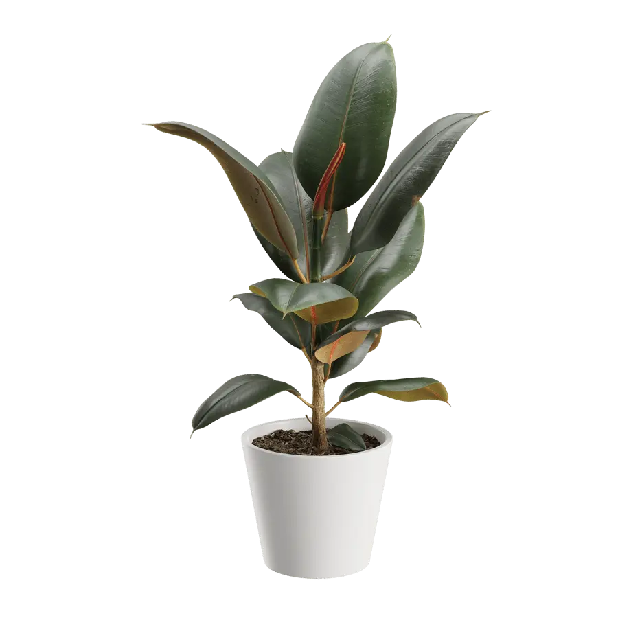  Rubber Plant Model  buy