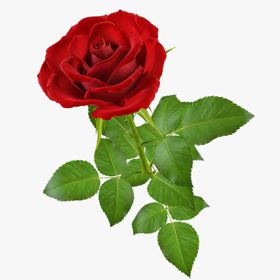 Rose 16 3D model