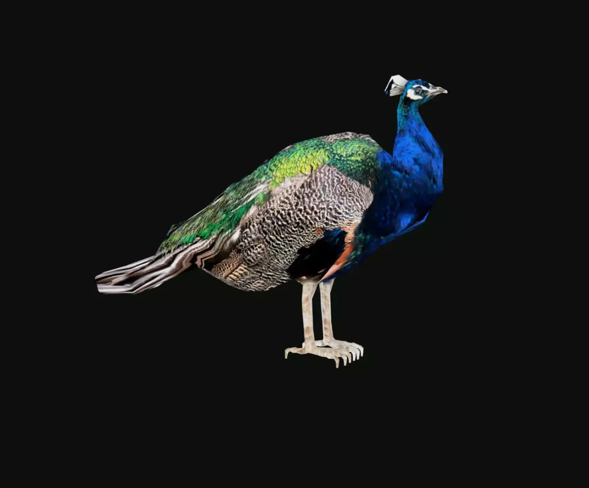 peacock Low-poly 3D model