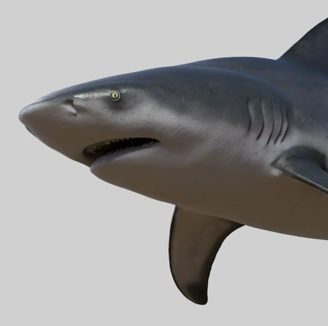Bull shark 3D model purchase