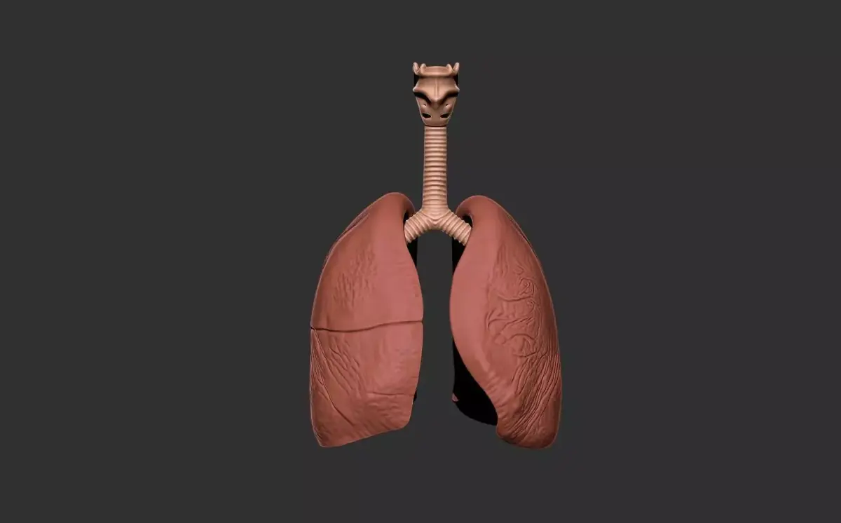 lungs human anatomy organ 3D print model