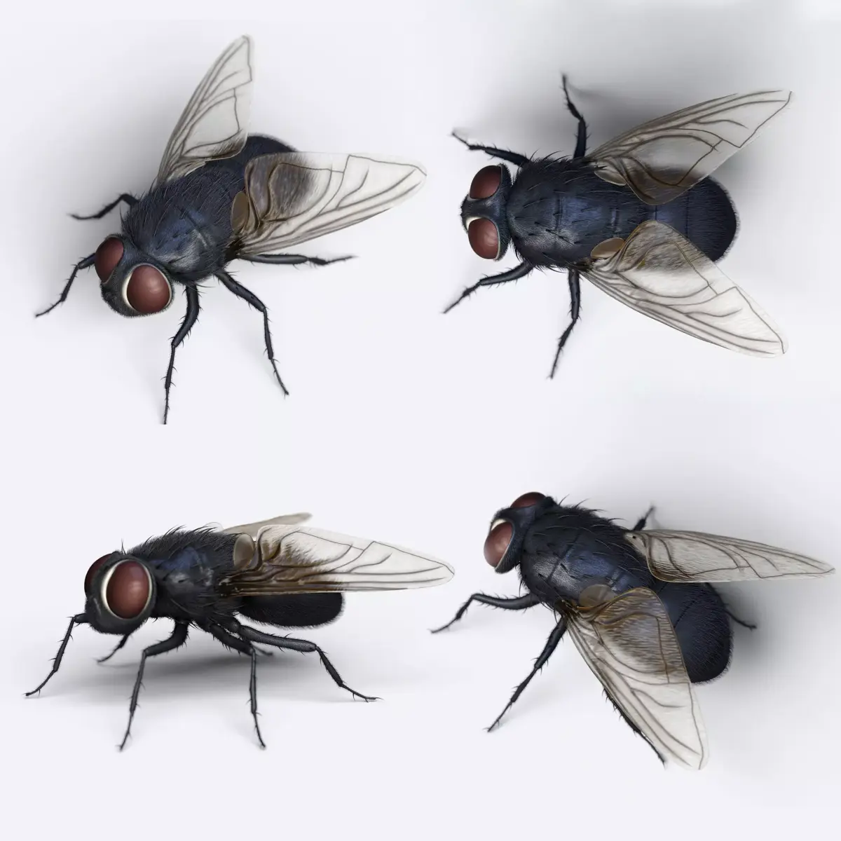 HouseFly fly 3D model