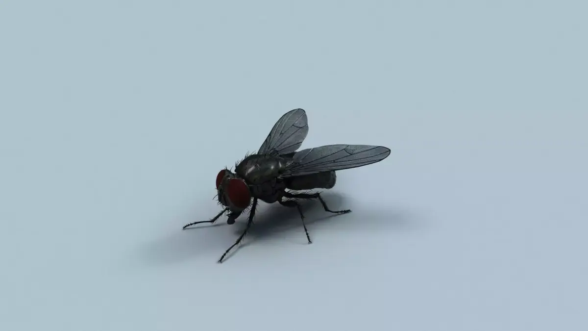 Cyclorrhapha fly rig 3D model