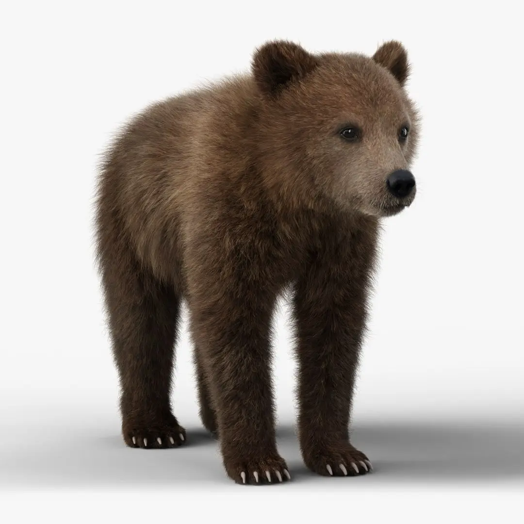 Little Brown bear Animated 3D model