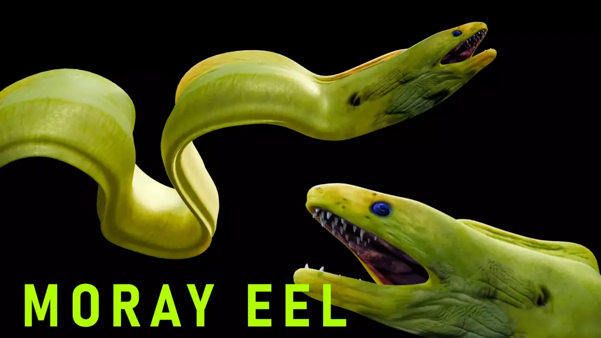 Animated Moray Eel Low-poly 3D model
