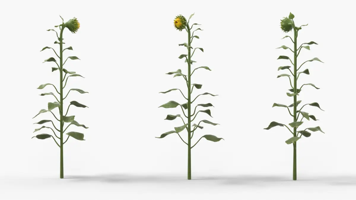 Young Sunflower Bud Bending Fur 3D model