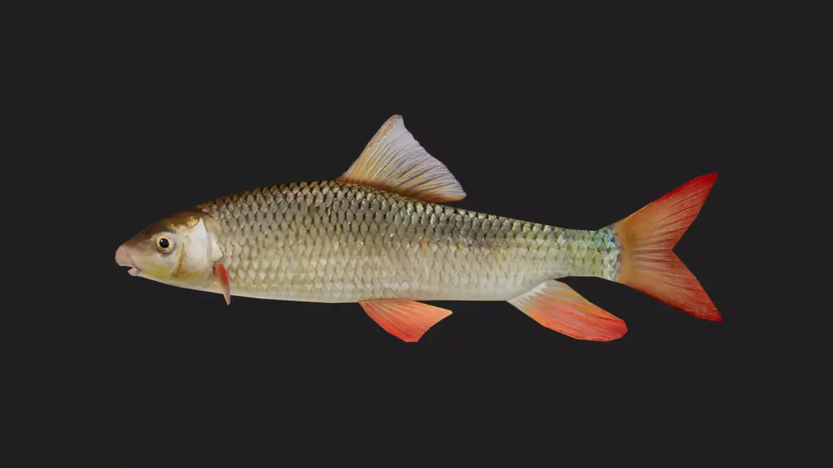 Carp fish Low-poly 3D model 15