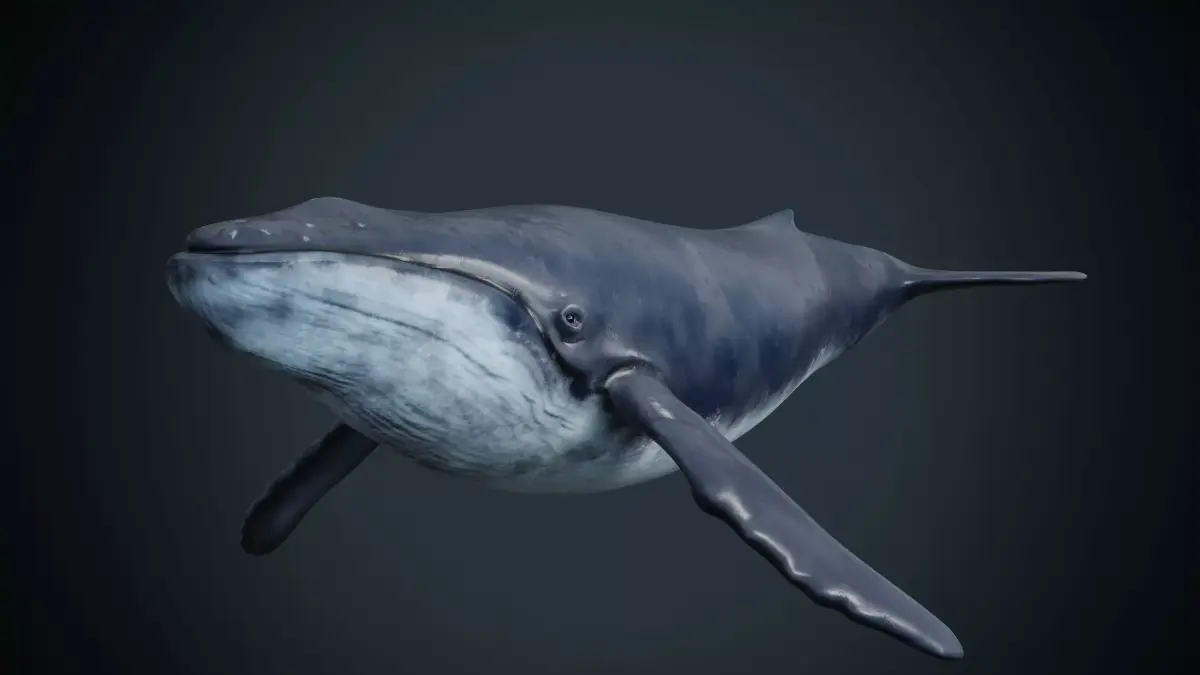 Blue whale  Low-poly 3D model