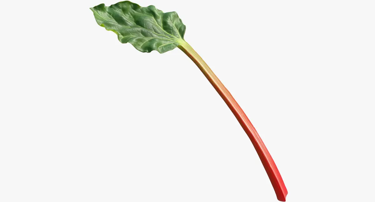 Rhubarb 3D model