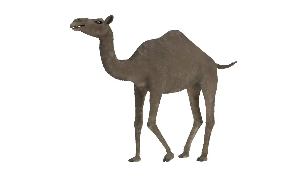 Camel 3D Model Rigged and Animated Low-poly 3D model
