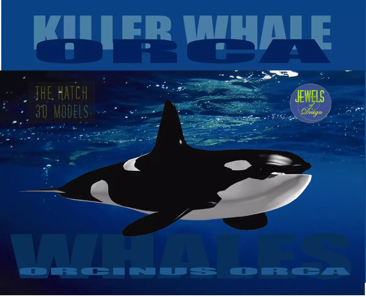 Killer Whale 3D model buy