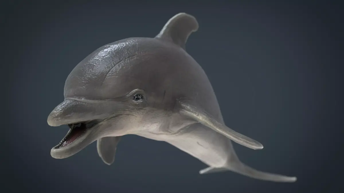 dolphin Low-poly 3D model get