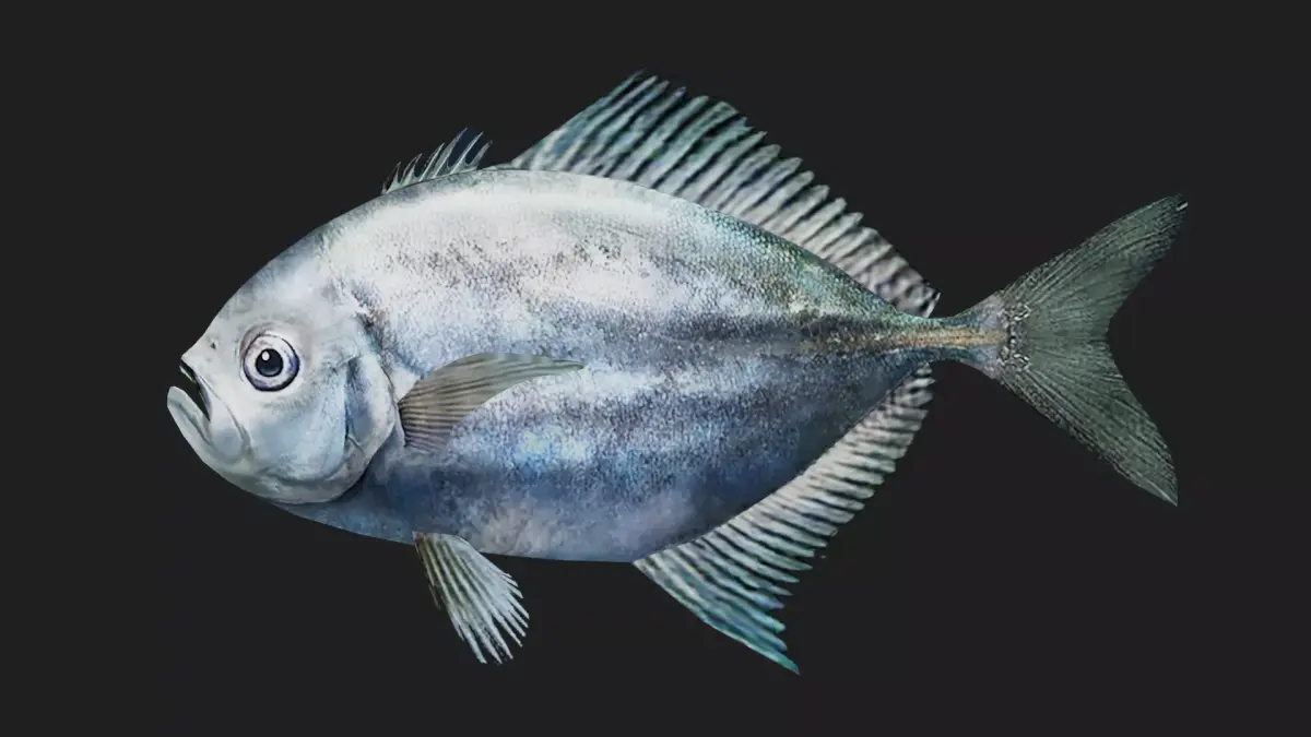 Trevally Low-poly 3D model shop
