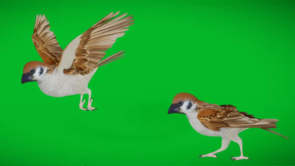 Asian House Sparrow Bird Low-poly 3D model
