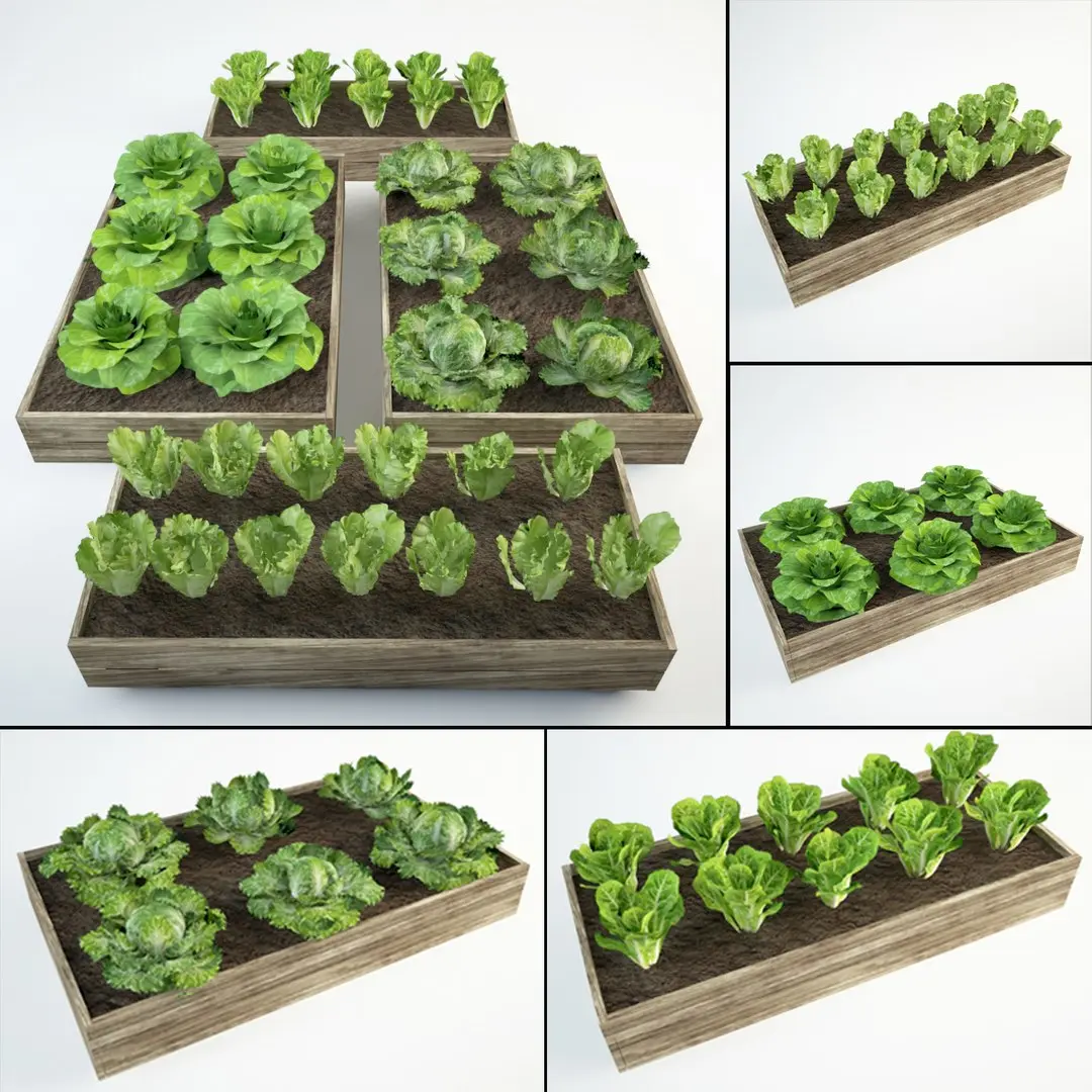 lettuce set 36 Lactuca 3D model