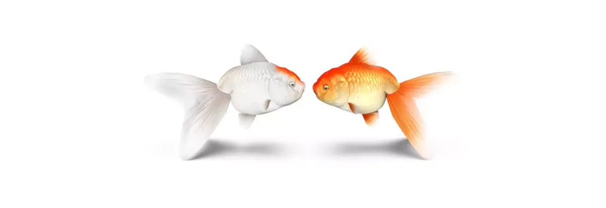 Gold Fish Low-poly 3D model purchase