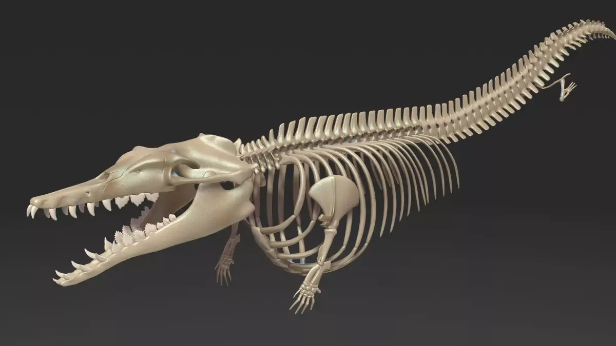 Basilosaurus skeleton 3D model