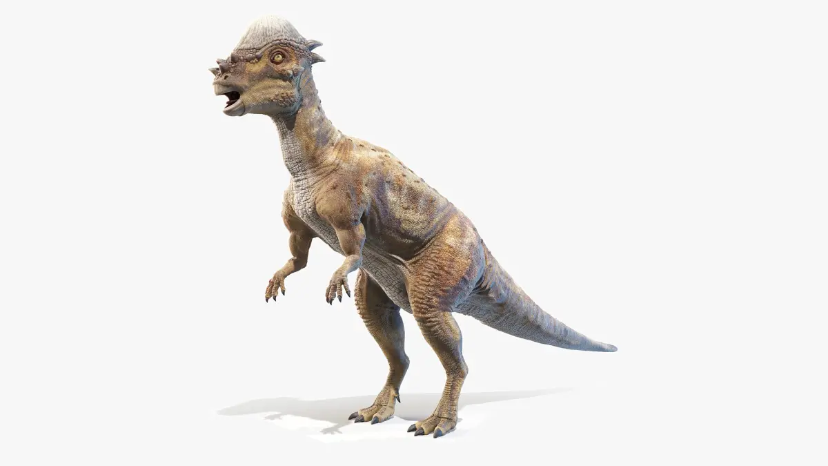 Pachycephalosaurus 3D model