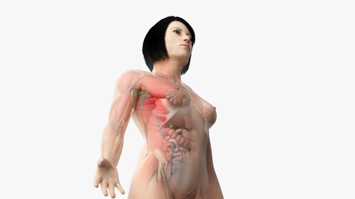 Full Asian Female Anatomy Rigged 3D model