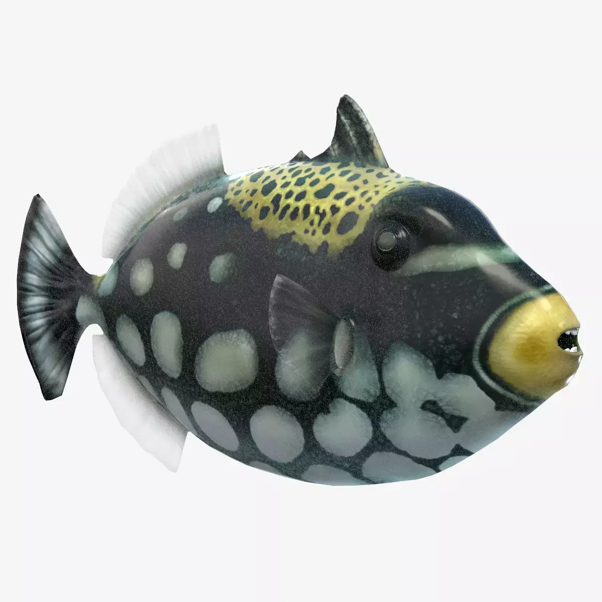Clown Triggerfish Low-poly 3D model